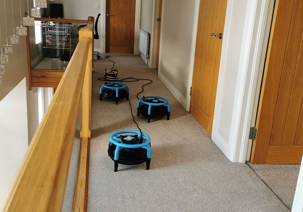 Carpet cleaning in Downpatrick