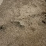Managing Carpet Stains Before Getting Professional Help