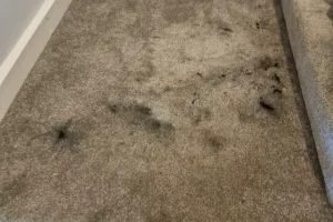 Managing Carpet Stains Before Getting Professional Help